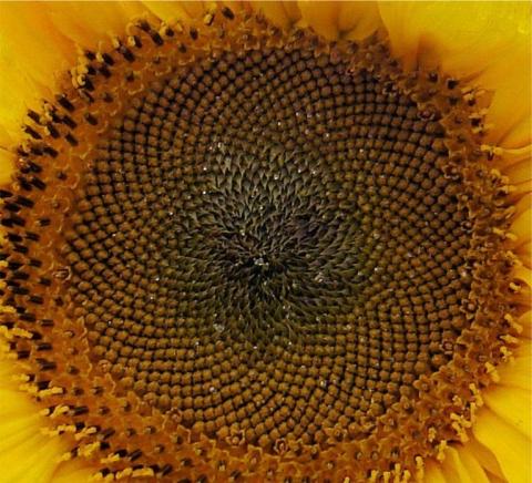 reife Sonnenblume - (Pflanzen, Samen, Sonnenblume)