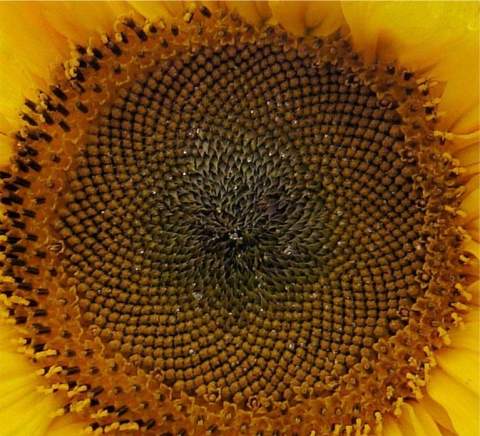 Sonnenblumen wo sind die Kerne? (Pflanzen, Samen, Sonnenblume)