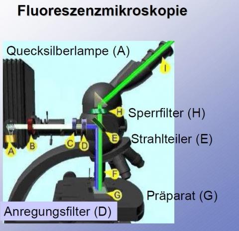 So ist ein Fluoreszenzmikroskop aufgebuat - (Schule, Referat)