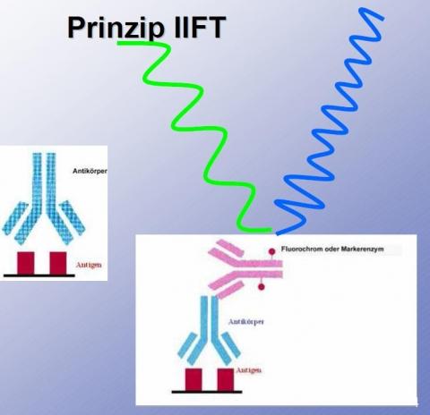 Das ist das Funktionsprinzip, also warum es fluoresziert - (Schule, Referat)