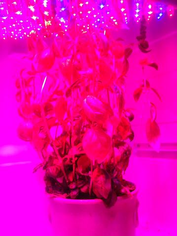 Basilikum unterm LED - (Basilikum, anpflanzen)