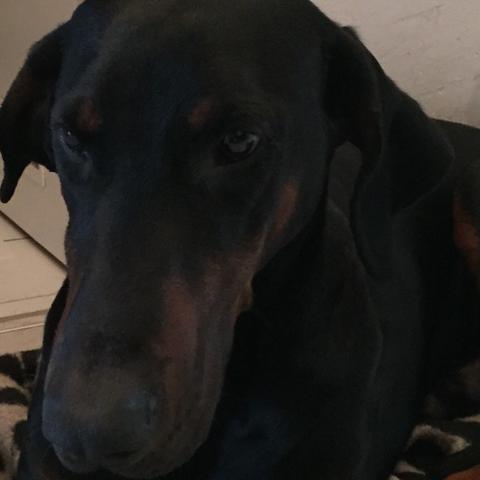 Dobermann Welpen Kupiert Kaufen August 2020