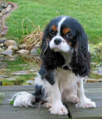 Cavalier-King-Charles-Dame Quara v. Eversten Holz - (Hund, Hundehaltung)