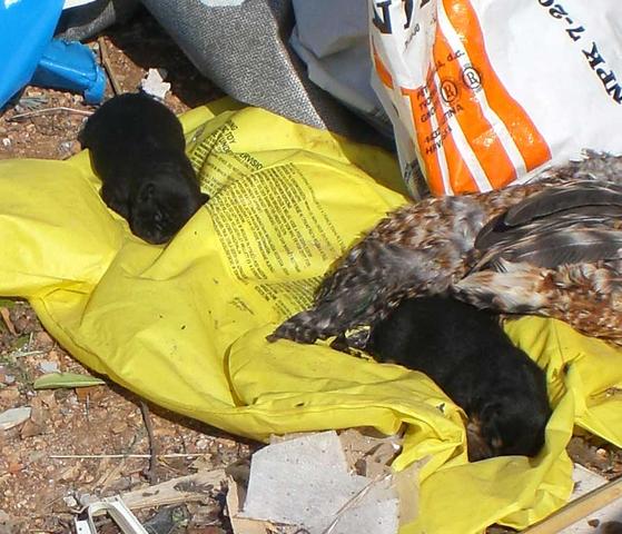 Hier sind die Beiden deutlich sichtbar - (Kroatien, Straßenhunde)