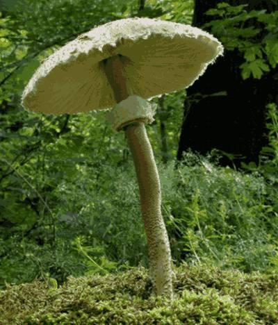 - (Pflanzen, Pilze)