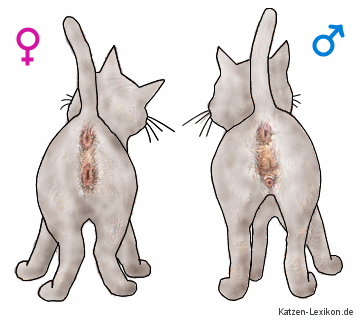 Was ist der Unterschied zwischen weibliche und männliche Katze