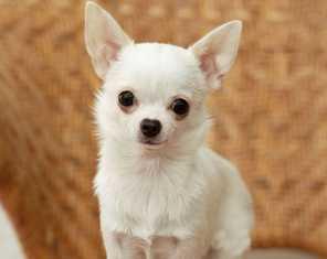 Chihuahua - (Hund, unsauber)