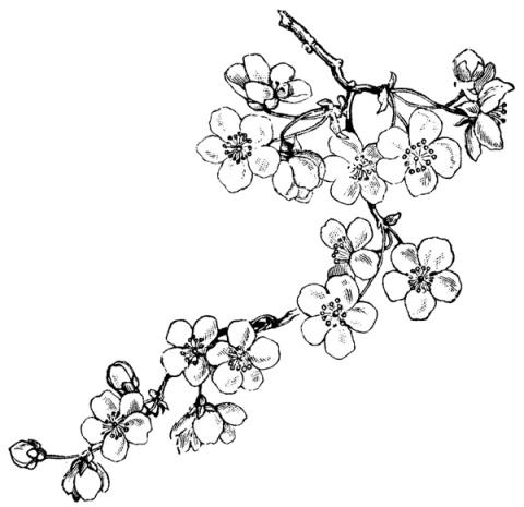 Wie Zeichnet Man Manga Figuren 701 Best Figuren Konzept Images