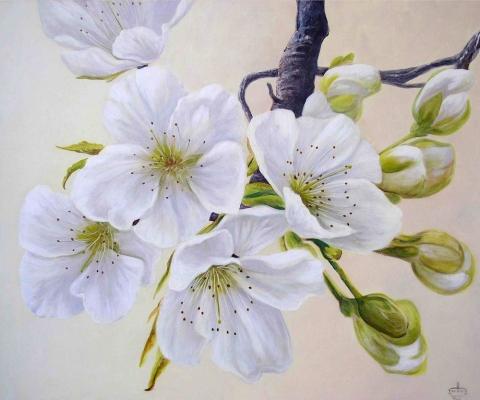 anime how manga and draw to zeichnet man kirschblüten? japanische (Anime, wie Manga anime how manga and draw to zeichnet man kirschblüten? japanische (Anime, wie Manga