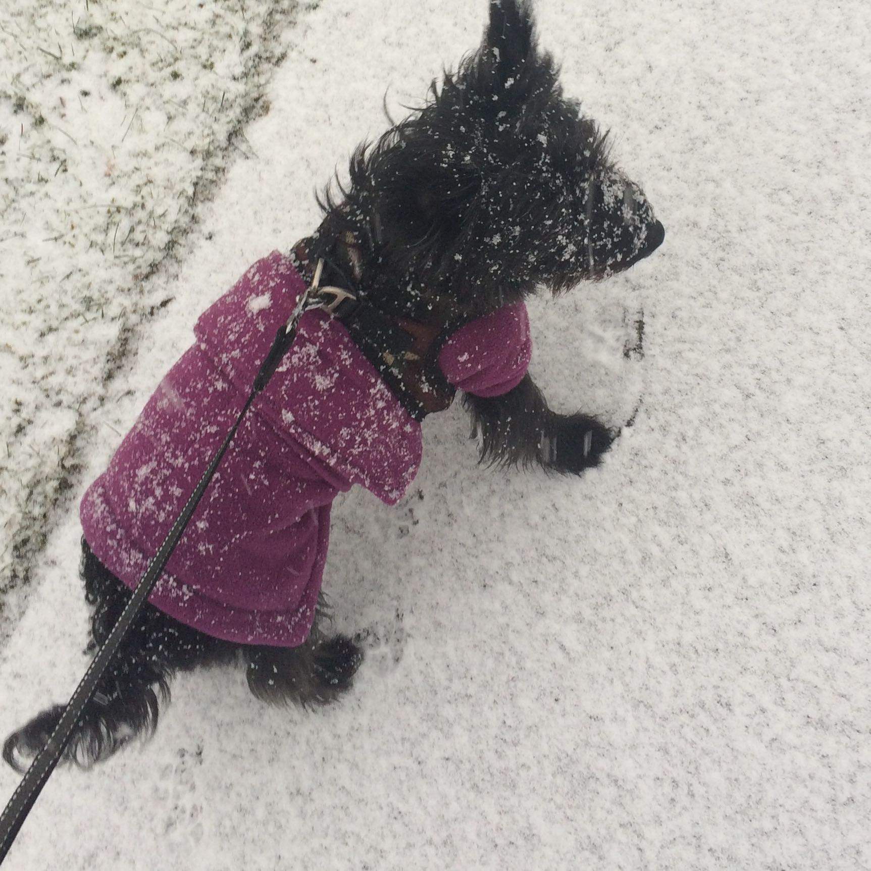 Wie Groß und Wie alt kann ein Yorkshire Terrier werden? (Hund, Alter