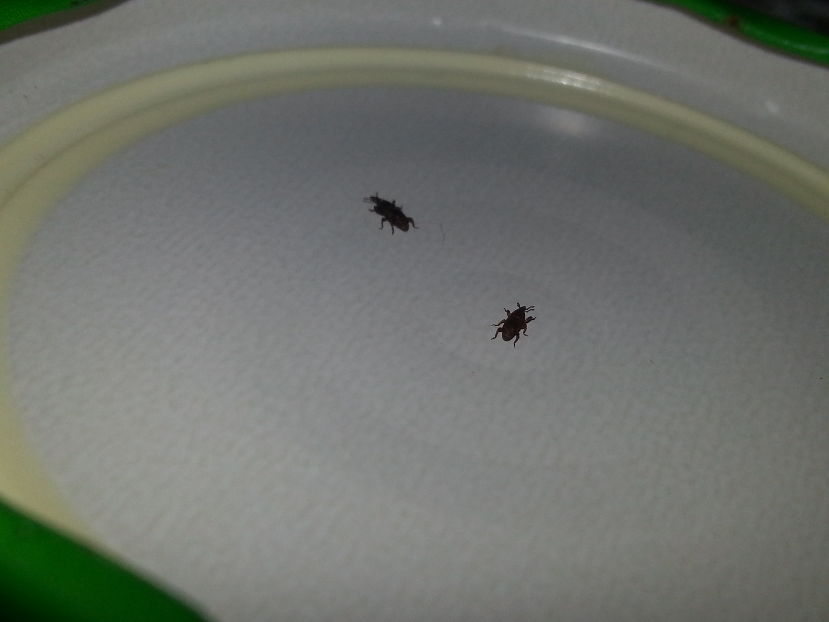 Käfer in der Wohnung! Aber welcher? (Tiere, Ungeziefer)