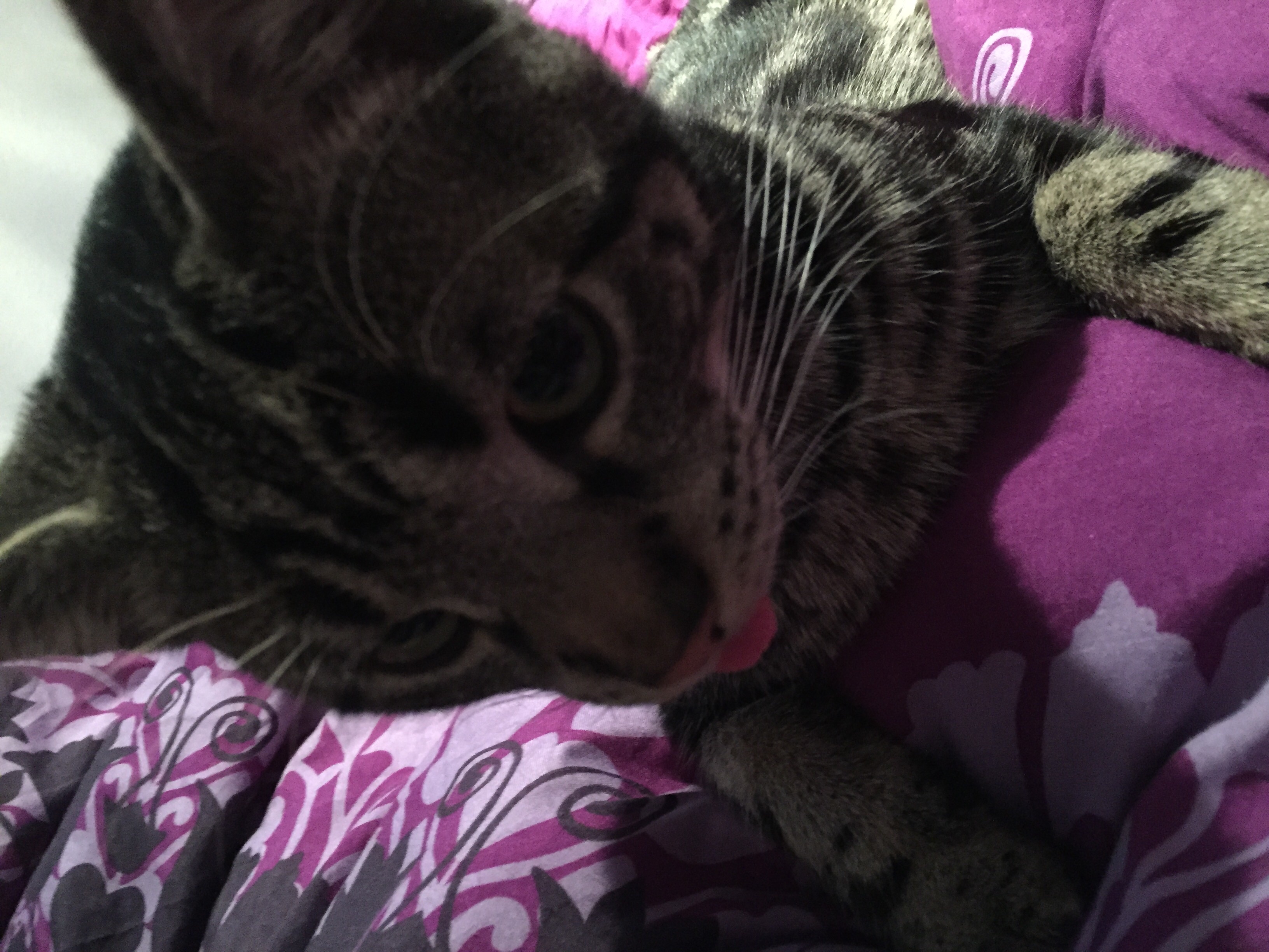 Katze hängt Zunge raus (Gesundheit)