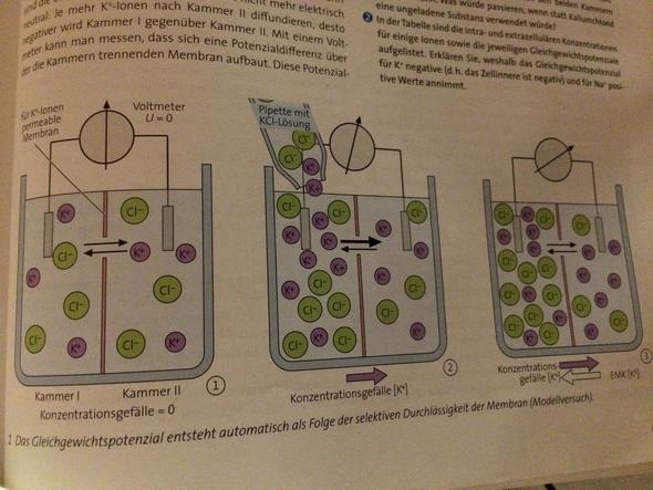 - (Biologie, gleichgewichtspotenzial)