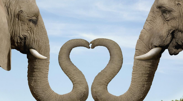 Elefanten - (Liebe, Menschen, Tiere)