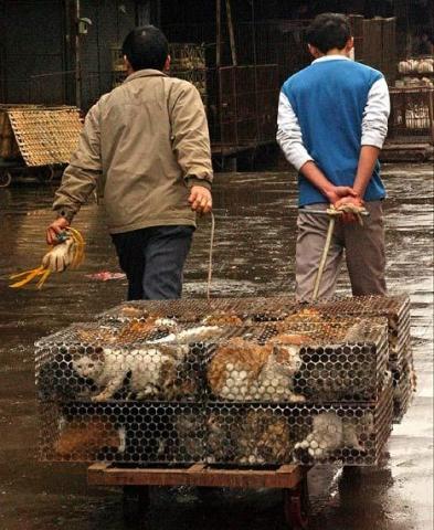 china-schlachtet-tausende-katzen-fur-olympia - (Katze, Katzenfänger)