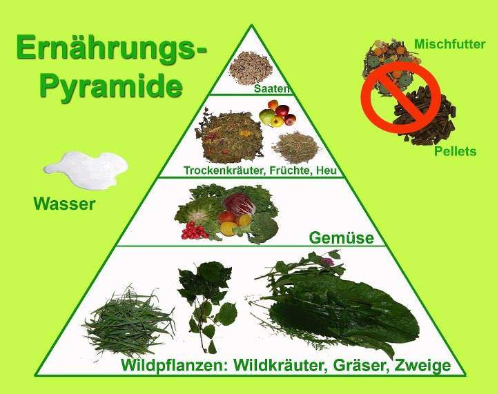 Was Dürfen Kaninchen Fressen Und Was Nicht Liste Wie oft und wie viel füttert ihr euren kaninchen? (Ernährung, Menge