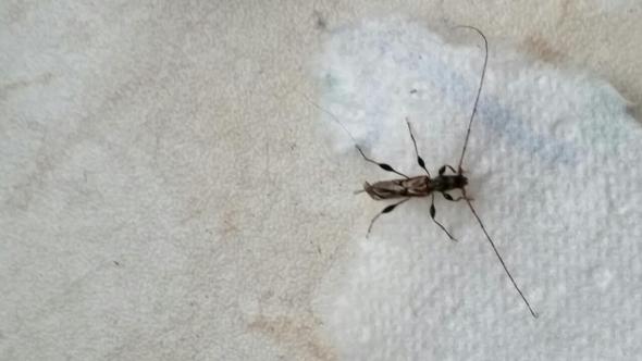 Käfer mit langen fühlern in der wohnung Käfer mit langen fühlern in der wohnung