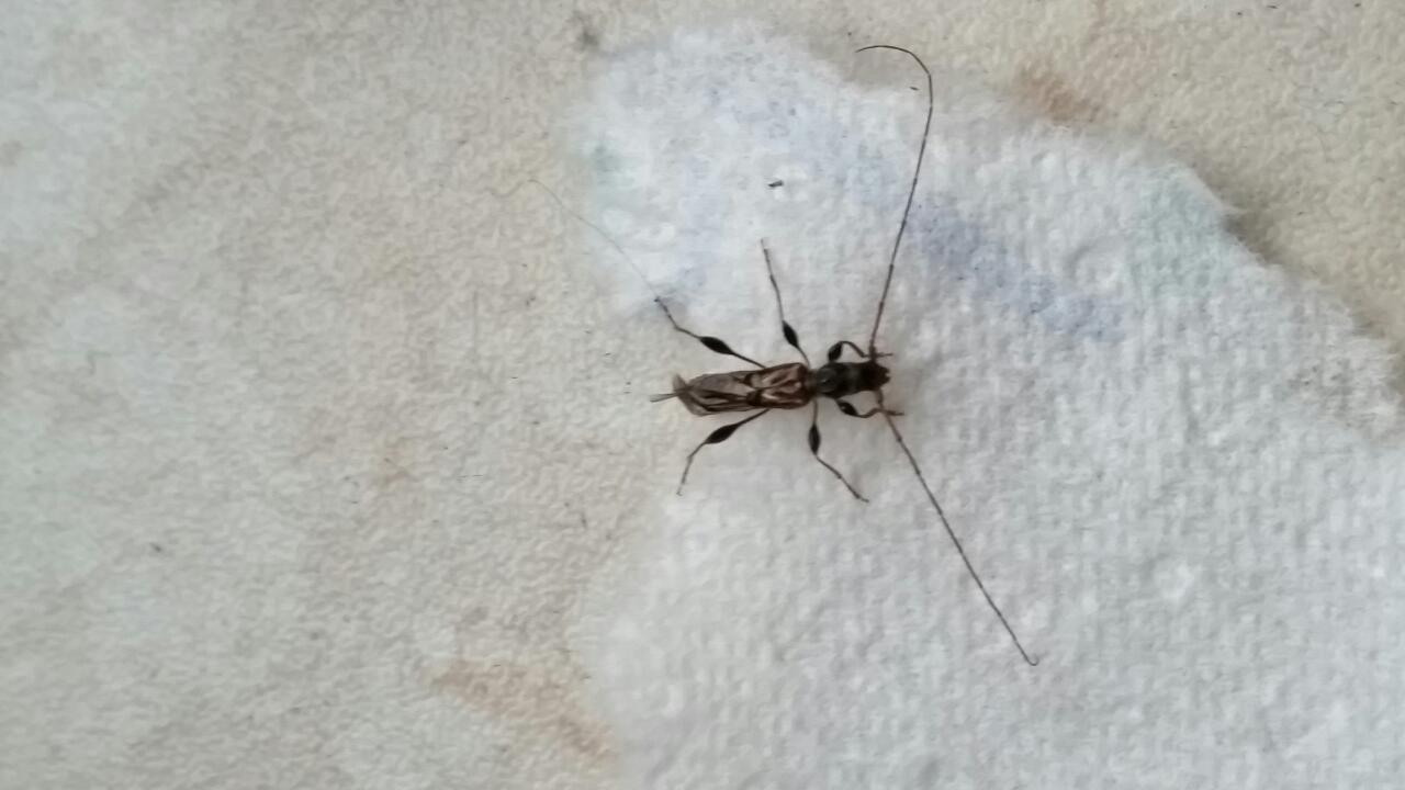 Fliegende Käfer mit langen Fühlern im Haus (Insekten