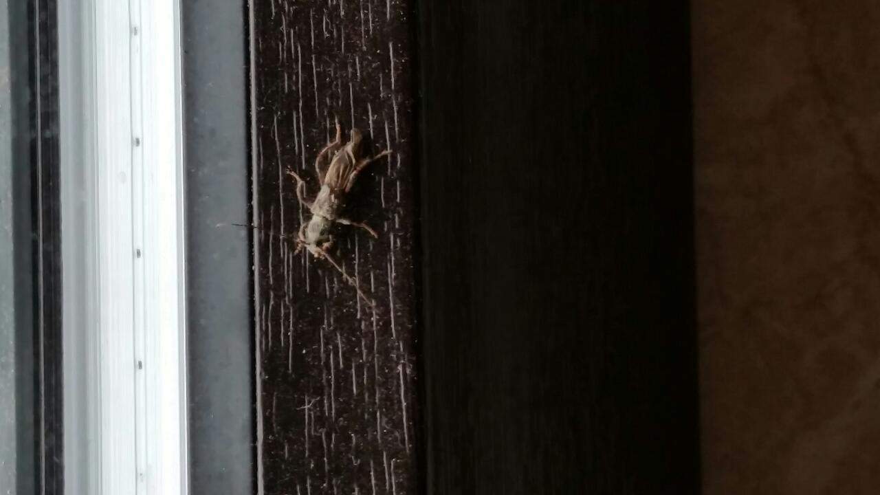 Fliegende Käfer mit langen Fühlern im Haus (Insekten, Ungeziefer) Fliegende Käfer mit langen Fühlern im Haus (Insekten, Ungeziefer)