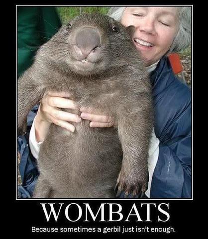 Wombat - (Liebe, Freunde, Partnerschaft)