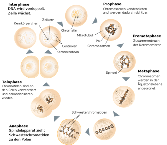 - (Biologie, Genetik, Zellen)
