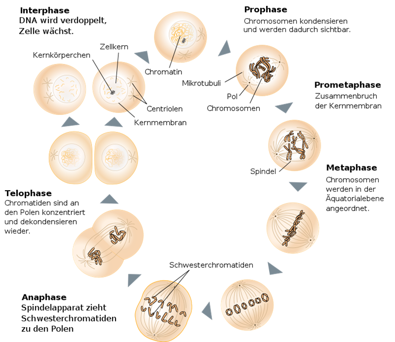 meiose und mitose haploid/diploid (Biologie, Genetik, Zellen)