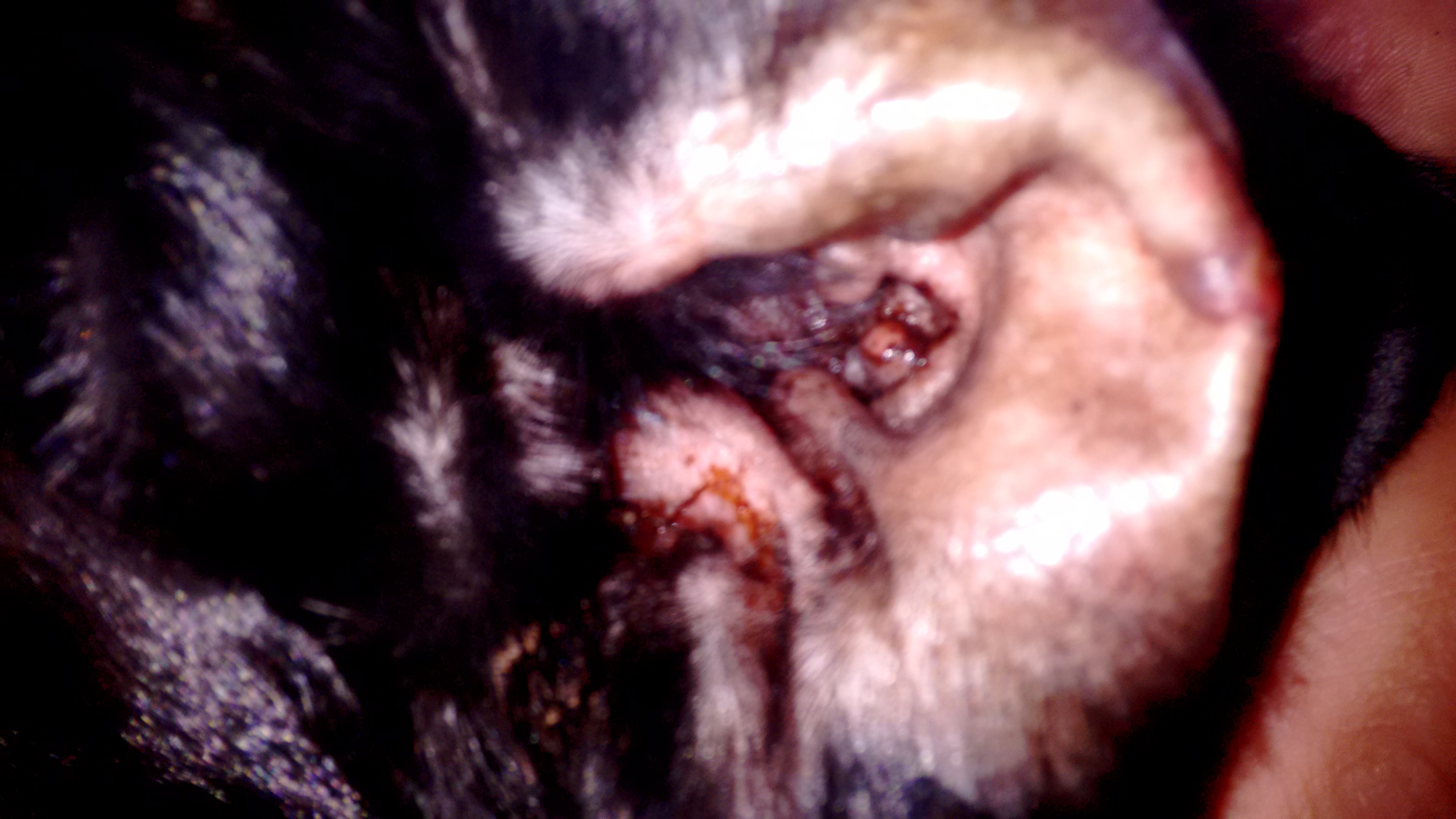 hund ohrenentzündung medikament