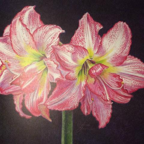 Wie zeichnet man eine Blume einfach (zeichnen, malen, Blumen) Wie zeichnet man eine Blume einfach (zeichnen, malen, Blumen)