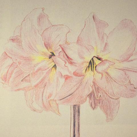 Wie zeichnet man eine Blume einfach (zeichnen, malen, Blumen)