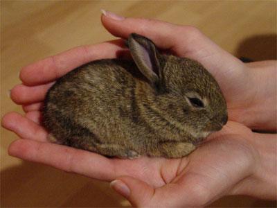 Wildkaninchen Oder Feldhasenbaby Gefunden Tiere Baby Kaninchen