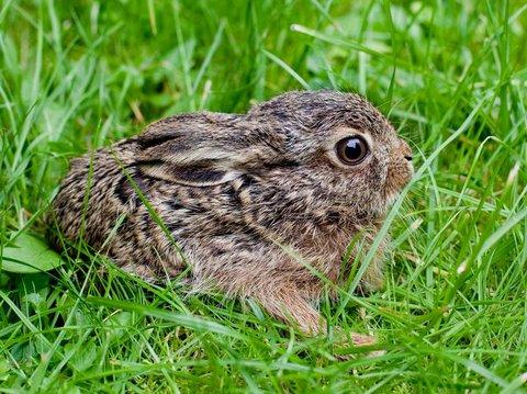 Ist da jemand Ist da jemand
