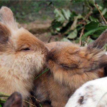 Glückliche Kaninchen  - (Sex, Kaninchen, rammeln)