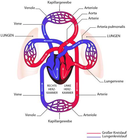Herzkreislaufsystem - (Biologie, Herz-Kreislauf)