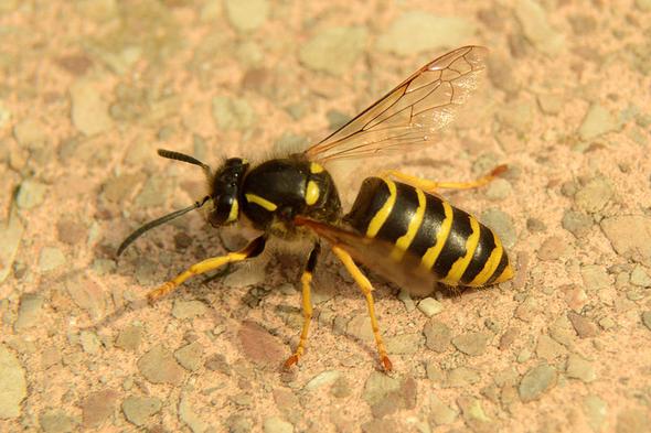 Echte Wespe - Foto: Winkit/Wikimedia Commons, CC-BY-SA - (Insekten, Mutation, Bienen Fliegen Mutation)