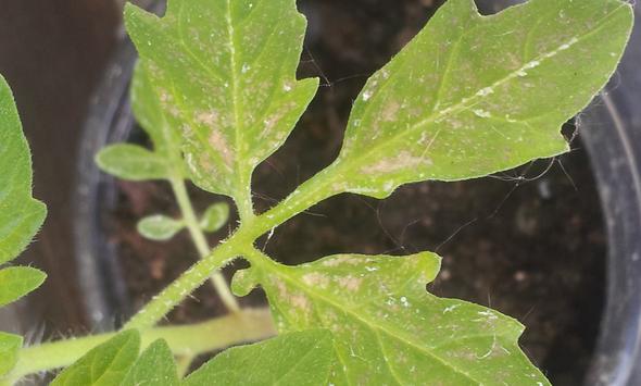 andere Pflanze - (Garten, Tomaten)