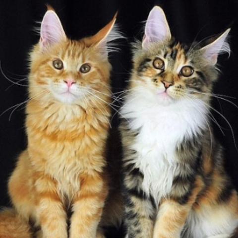 Katzen - (Katze, Katzenjunges)