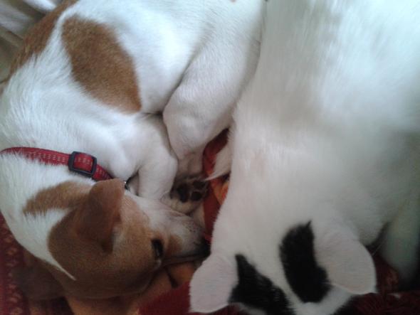 Hündin und Kater - (Leben, Hund, Katze)