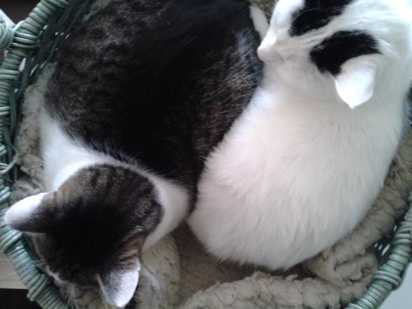 Katze und Kater - (Leben, Hund, Katze)