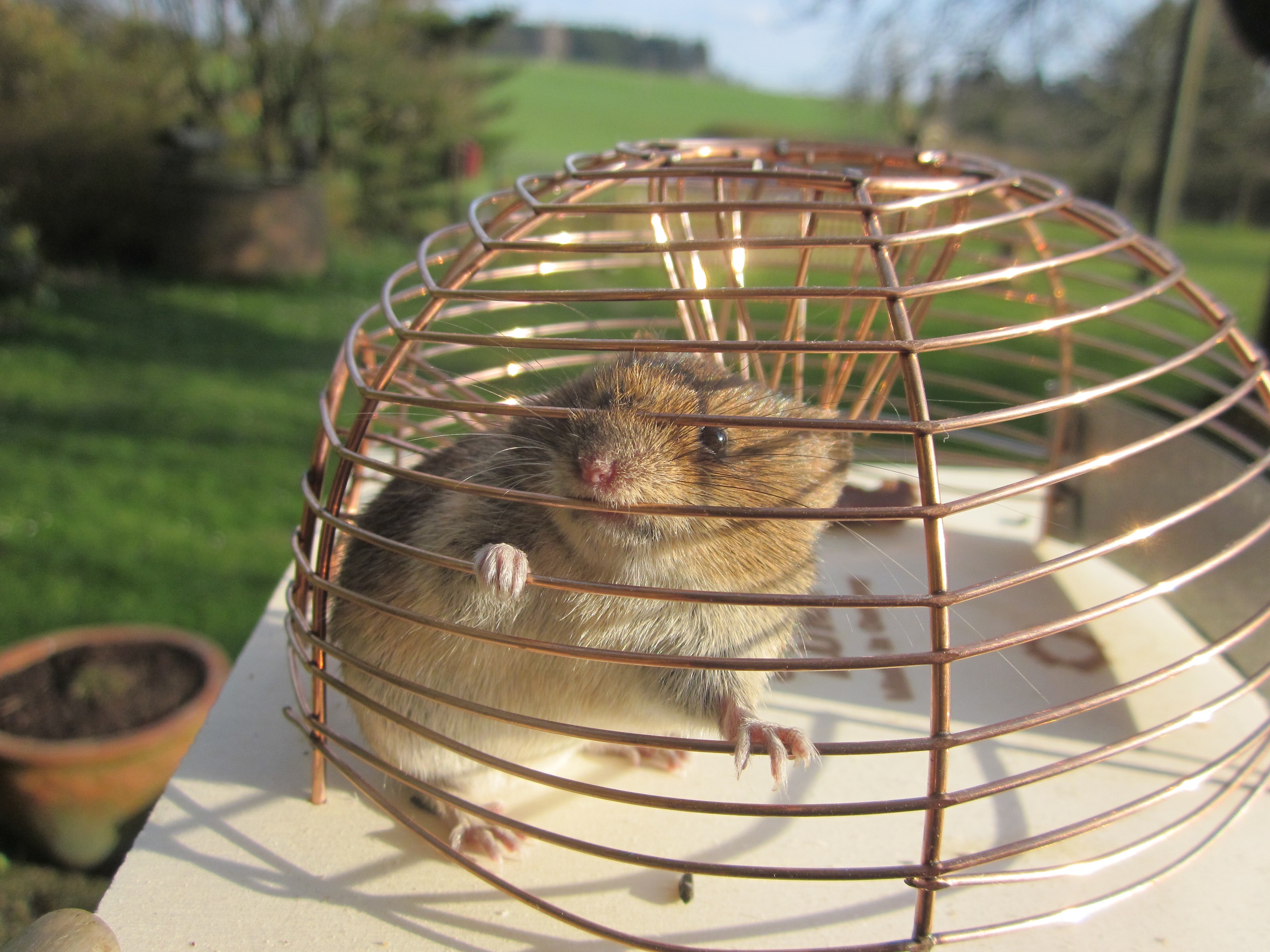 Wie fängt man eine Maus im Schlafzimmer? (Wohnung)