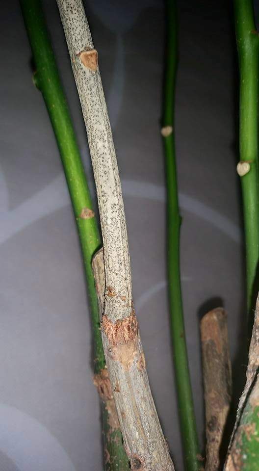 Palme von Schimmelbefall retten (Überwässerung). (Pflanzen, Erde, Schimmel)
