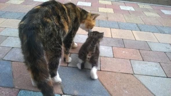 Katzen helfen auch xD - (Tiere, Maus)