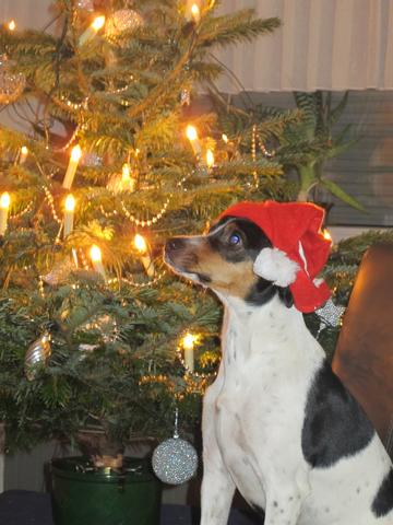 12 kg,neue Rasse - (Hund, Wohnung, Chihuahua)
