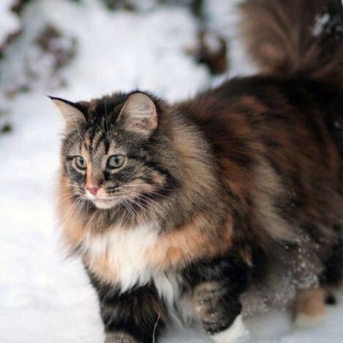 Norwegische Waldkatze Oder Ragdoll Tiere Katzen