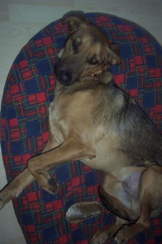 katzen oder hunde was findet ihr susser tiere hund katze