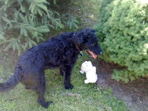 Sie hat mein Kuscheltier wieder versteckt - (Liebe, Hund, Dummfragen-Fragant)