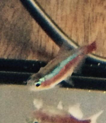 Was hat mein Neonfisch? (Tiere, Fische, Aquarium)