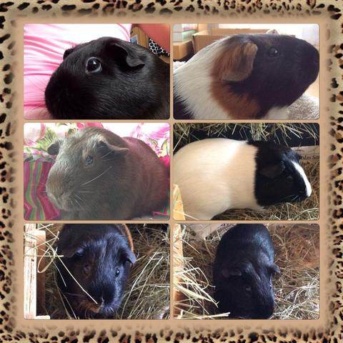 Meine 6 Meerschweinchen - (Haustiere, Pflege, Meerschweinchen)