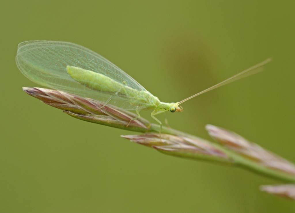 Was ist das für ein grünes Insekt mit 6 Beinen? (Tiere, Insekten