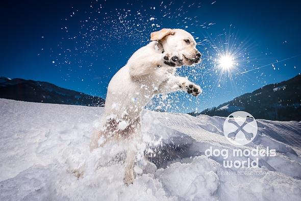 Hunde In Bewegung Fotografieren Hund Foto Fotografie