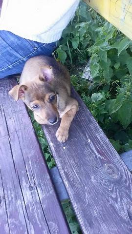 das ist die kleine maus - (Tiere, Hund, Haustiere)